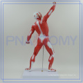 PNT-0341 best selling high quality human muscle anatomy model of Higih Quality